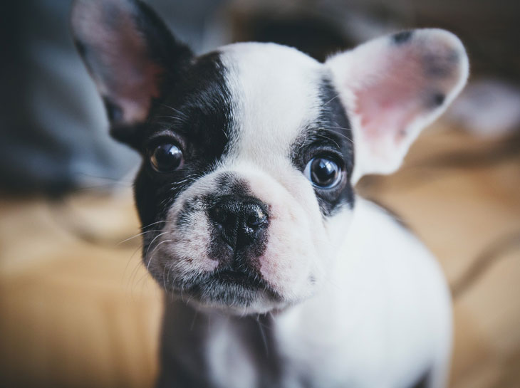 dog